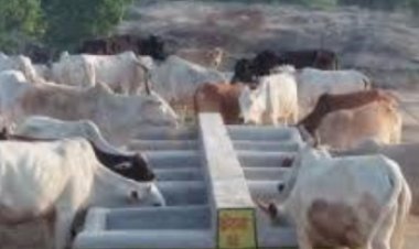 यूपी में गाय-भैंस के बनेंगे आधार कार्ड, 2021 तक 5.2 करोड़ गायों और भैसों को किया जाएगा जिओ टैग