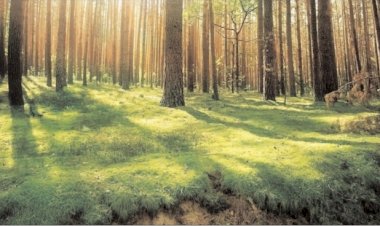 विकास के नाम पर प्रकृति से खिलवाड़ करने वाला व्यवहार उचित नहीं