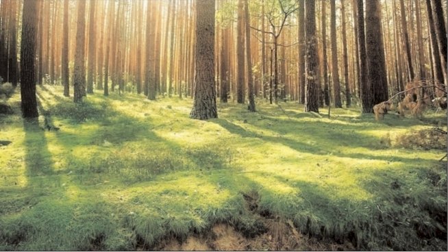 विकास के नाम पर प्रकृति से खिलवाड़ करने वाला व्यवहार उचित नहीं